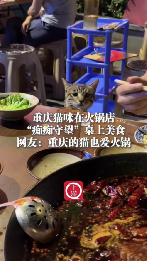 重庆猫咪火锅店守望美食引网友热议